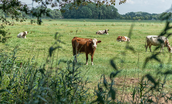 Farms